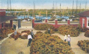 A fine lot of sponges at Sponge Exchange, Tarpon Springs